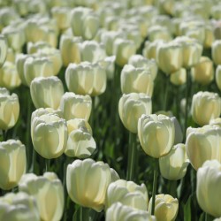 Field Of White Tulips