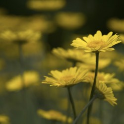 Field of Daisies