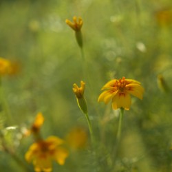 Field of Wild Marigolds