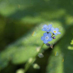 Forget Me Not with Tiny Rainbows