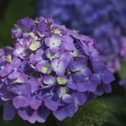 French Hydrangea