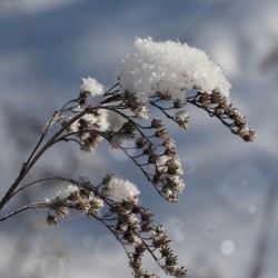 Frosted Twig
