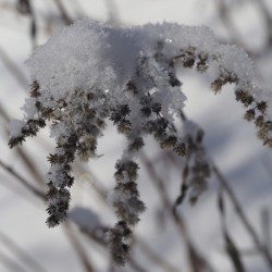 Frozen Goldenrod