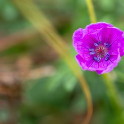 Geranium Closeup