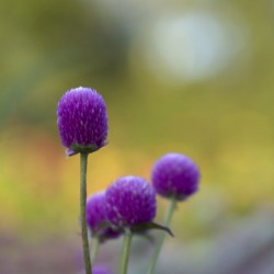 Globe Amaranth