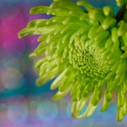 Green Chrysanthemum