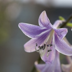 Hosta Closeup