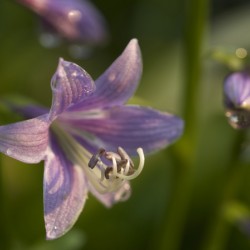 Hosta Flower