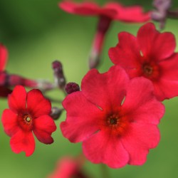 Japanese Primrose