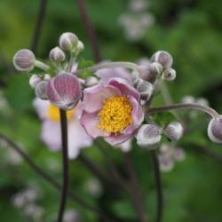 Japanese Thimbleweed