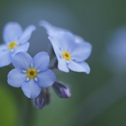 Ladies In Blue