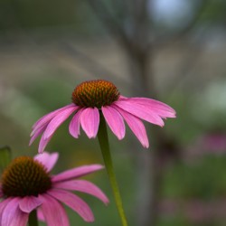 Ladies in Pink