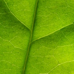 Leaf Texture