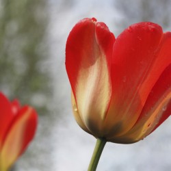 Leaning Tulip