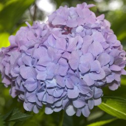 Lilac Hydrangea