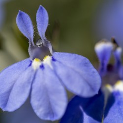 Lobelia