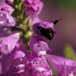 Looking for Something