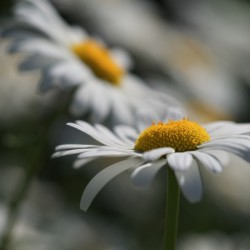 Marguerites