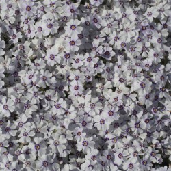 Moss Phlox