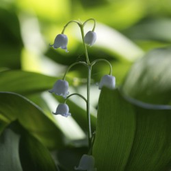 Muguet des Bois