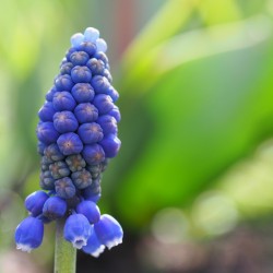 Muscari