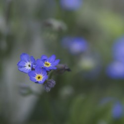 Myosotis Sylvatica