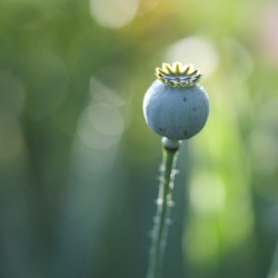 Opium Poppy