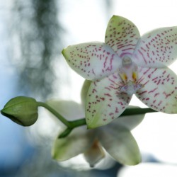 Ornamental Orchid