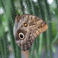 Owl Butterfly