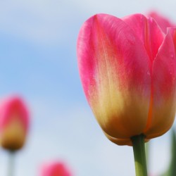 Pastel Tulips