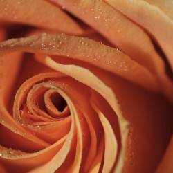Peach Rose