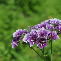 Phlox Bouquet