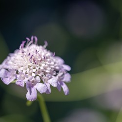 Pincushion Flower