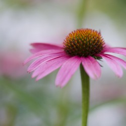 Pink Echinacea