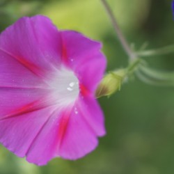 Pink Morning Glory