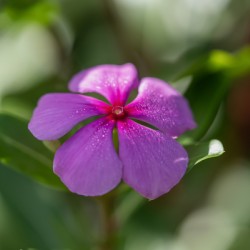 Pink Periwinkle