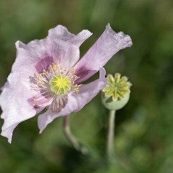 Pink Poppy