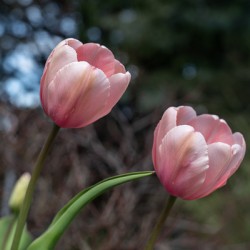 Pink Tulip Harmony