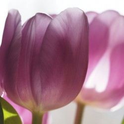Pink Tulips