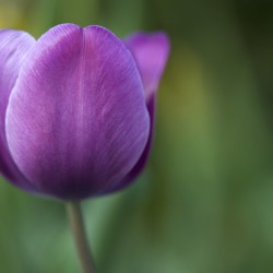 Plump Purple Tulip