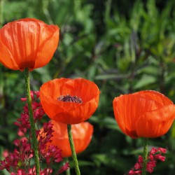 Poppies