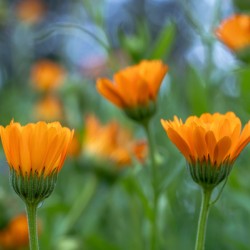 Pot Marigolds