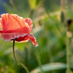 Pretty Poppy