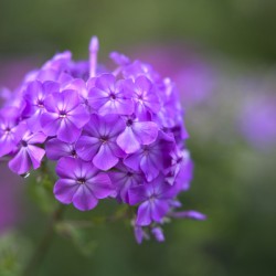 Pretty Purple Bouquet