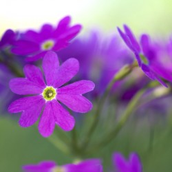 Primula Closeup