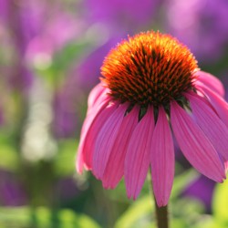 Purple Coneflower