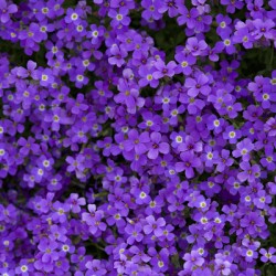 Purple Groundcover