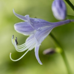 Purple Hosta Flower