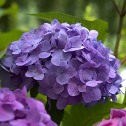 Purple Hydrangea