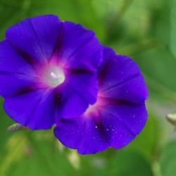 Purple Morning Glories